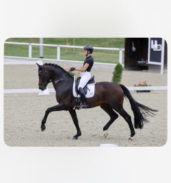JKDressage 